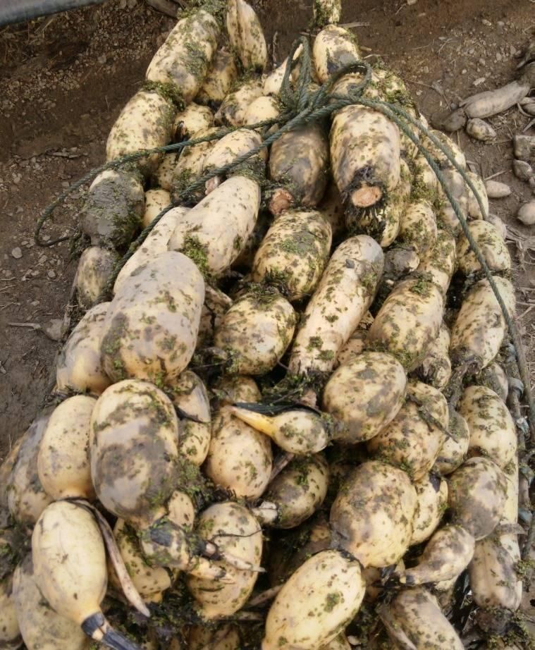 汕头西胪新鲜莲藕粉藕糯米蔬菜本地现挖农家九孔煲汤炖汤潮汕一斤试吃