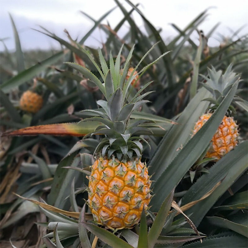 泰国品种香水小菠萝新鲜水果应季徐闻除味手撕金钻菠萝带箱910斤