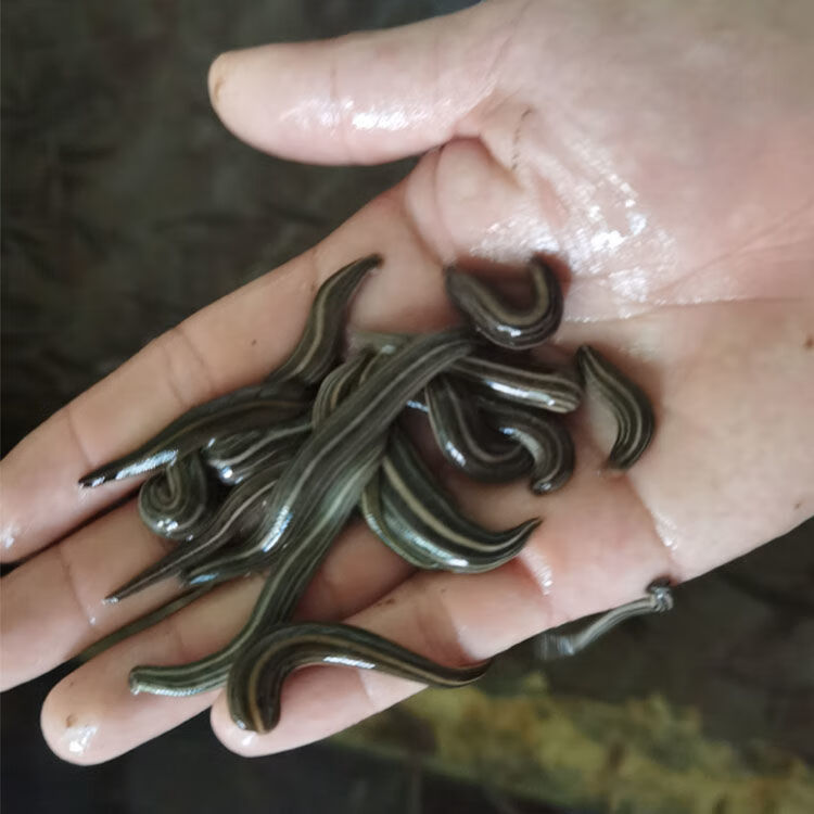 伟博日本医蛭活体美容吸血蚂蟥水族宠物活体包活水蛭活体 0.