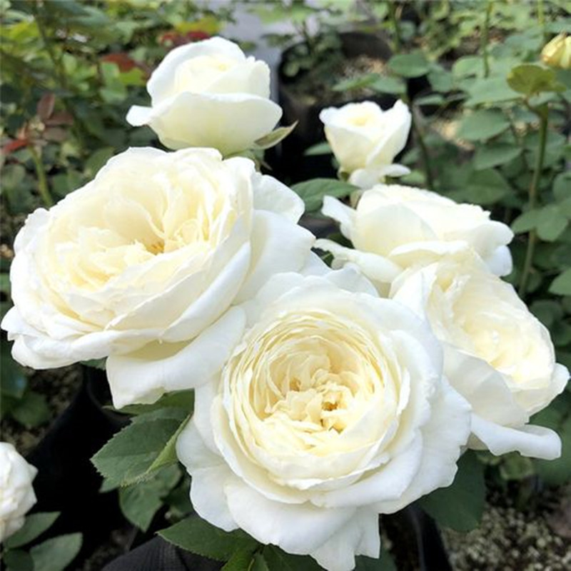 多季开大花浓香月季花苗伊芙纯白色玫瑰盆栽阳台观花植物 【婚礼之路