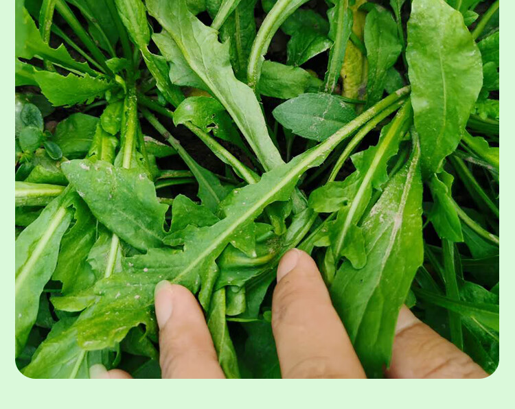 新鲜荠菜地菜现挖野生荠荠菜地丁混沌饺子春卷包子荠菜馅4斤 1500g