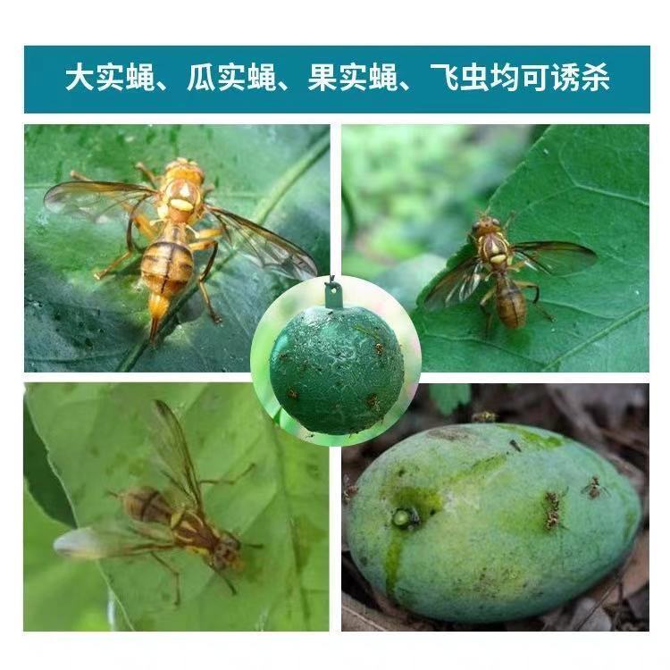 大实蝇诱蝇球果树粘虫球大实蝇球柑橘诱杀针蜂大果实蝇瓜果树菜园用品