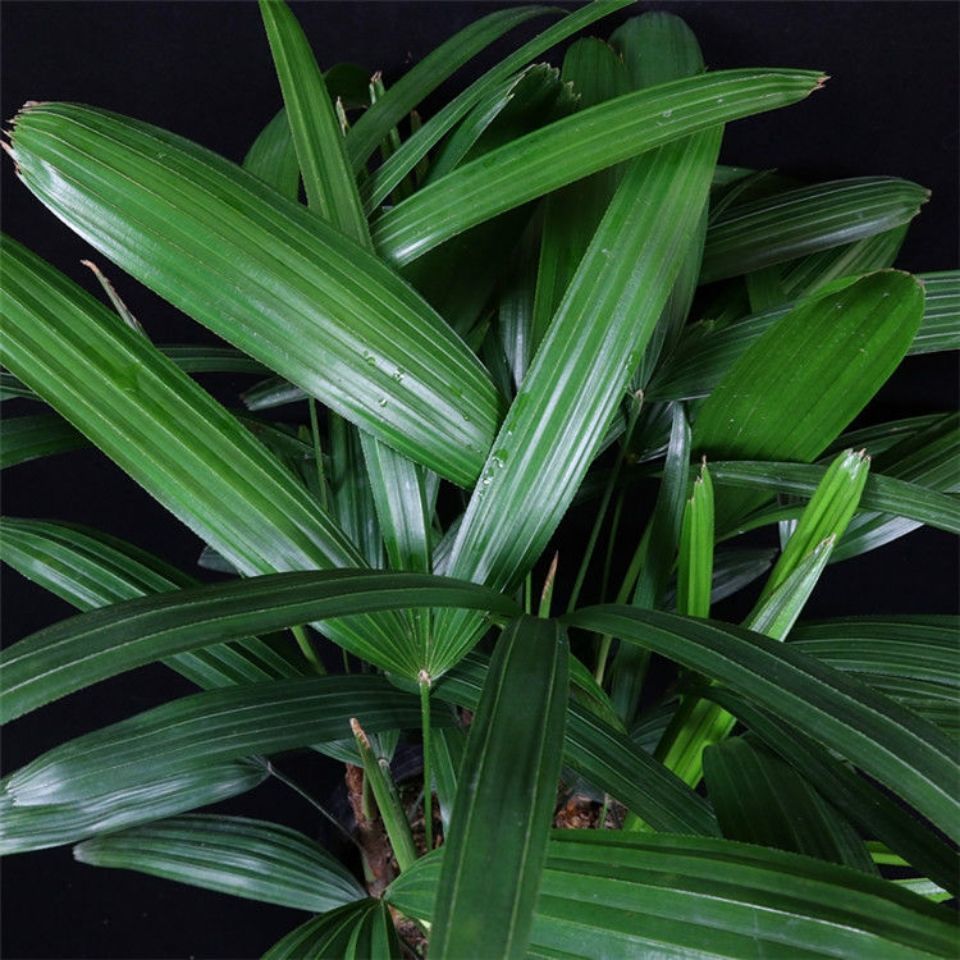 精品棕竹盆栽室内外净化空气吸甲醛四季常青耐寒植物大棕竹一盆3棵