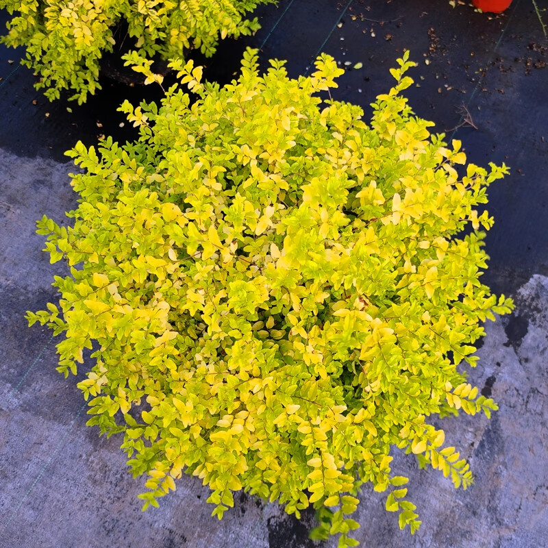 卡庭森金叶女贞盆栽棒棒糖球形小叶女贞苗花镜庭院别墅造景观叶常青