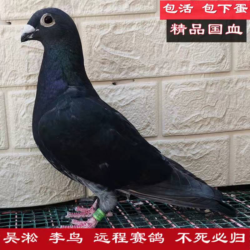 成绩鸽 国血远程 吴淞李鸟西翁 白信鸽种鸽 吴淞一对种鸽【图片 价格