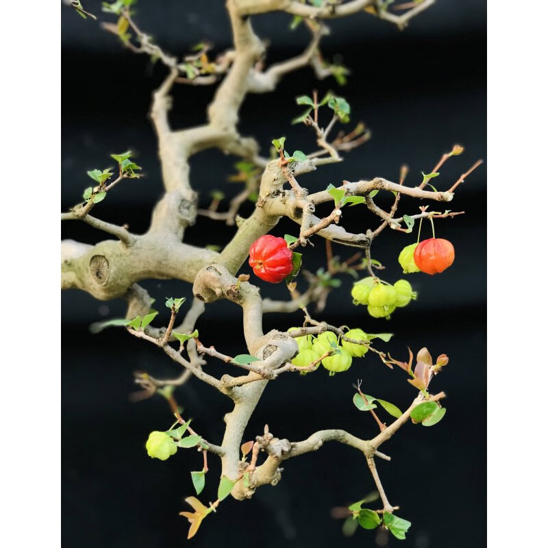 鹿凌青熟桩巴西红果岭南盆景老桩四季常青灰色16含盆