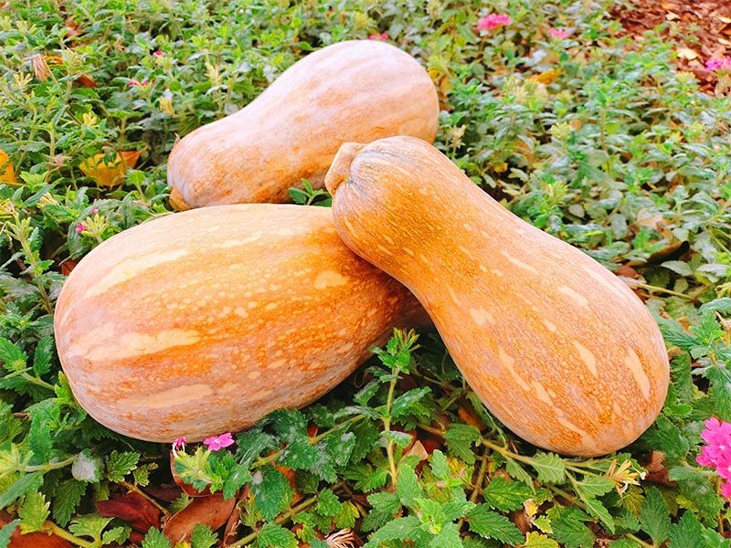 老南瓜云南新鲜甜糯宝宝辅食农家蔬菜非小贝贝瓜老南瓜l净重23斤