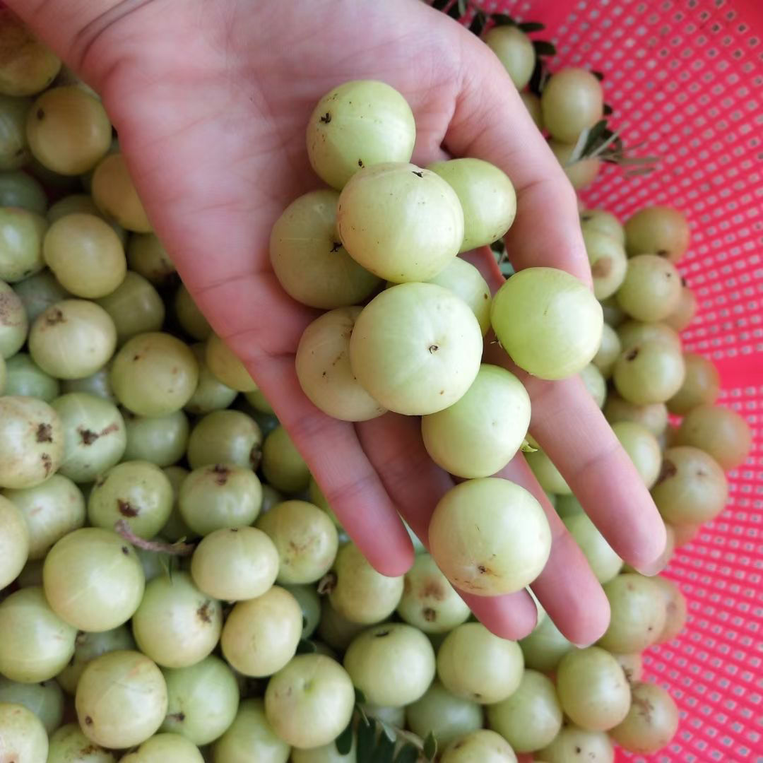 精选新鲜油甘果余甘果滇橄榄孕妇酸水果野生牛甘果子
