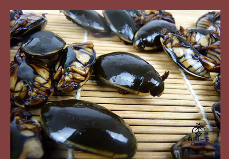 伟博龙虱金边龙虱花肚大龙虱鲜活直接冷冻很新鲜的射尿龟水老鳖虫食用