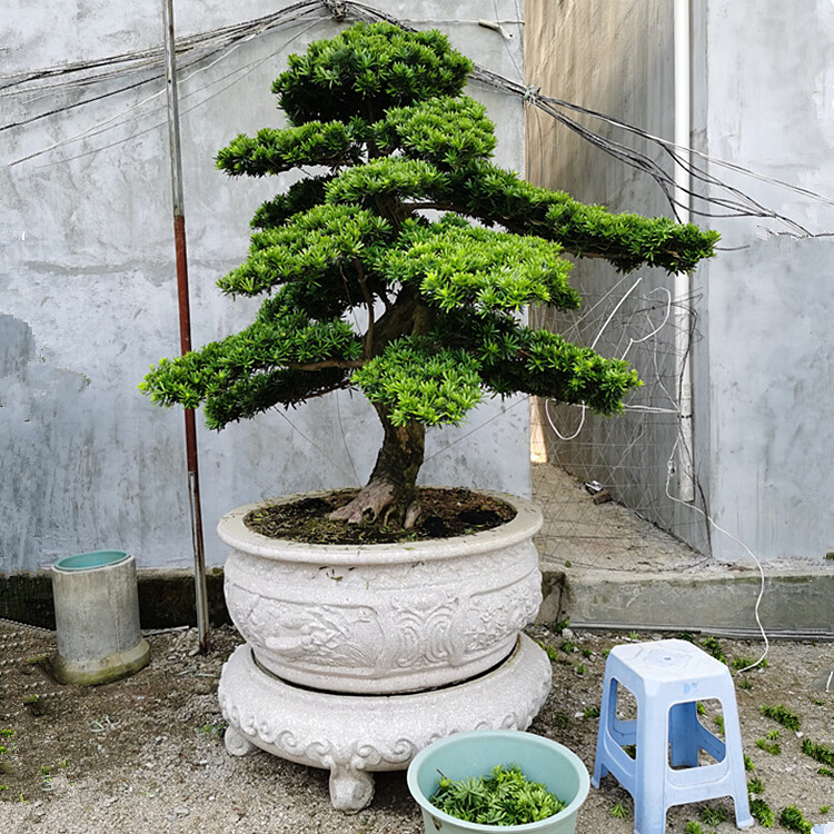 德骊嘉大型罗汉松园艺盆景树桩盆栽植物四季常青绿植庭院台湾金钻迎客