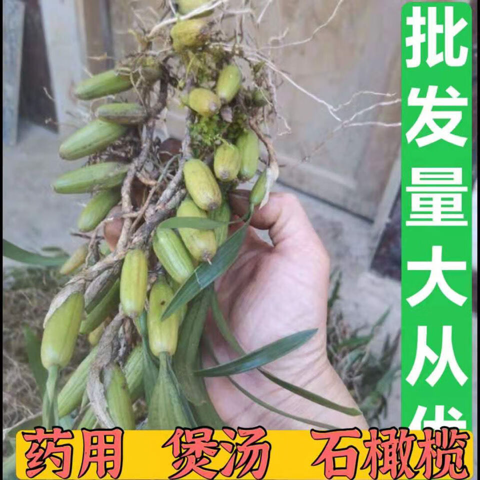 预售 新鲜石橄榄 石橄榄草野生 石橄榄煲汤 石橄榄
