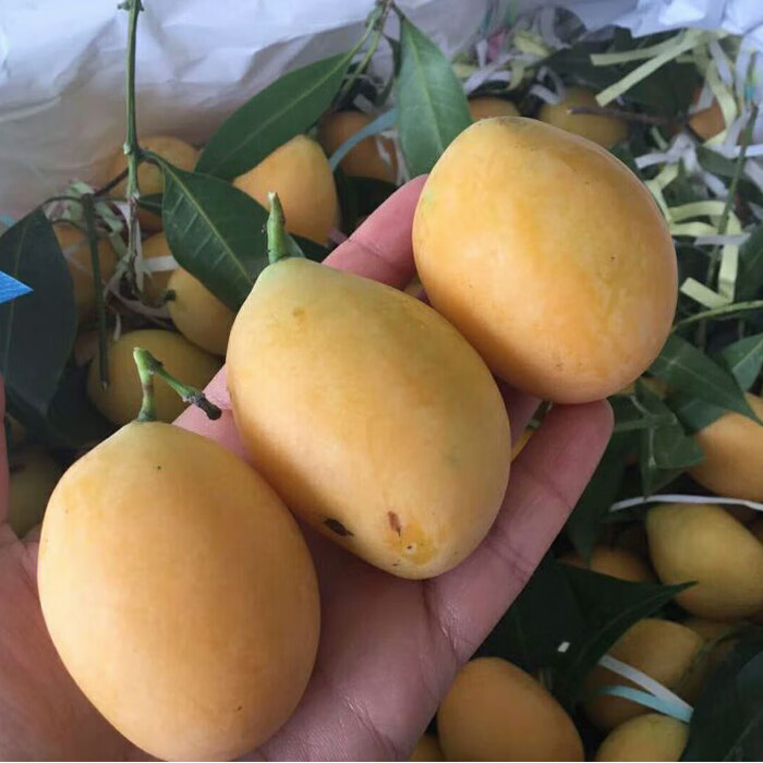 新鲜泰国枇杷芒迷你小芒果4斤装黄芒果新鲜水果芒顺丰二斤精选装