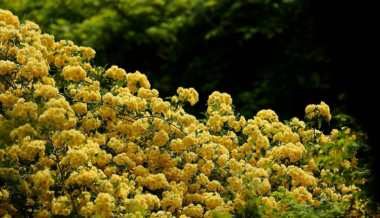 木香花苗庭院阳台攀援爬藤植物七里香木香花盆栽黄木香白木香花木香花