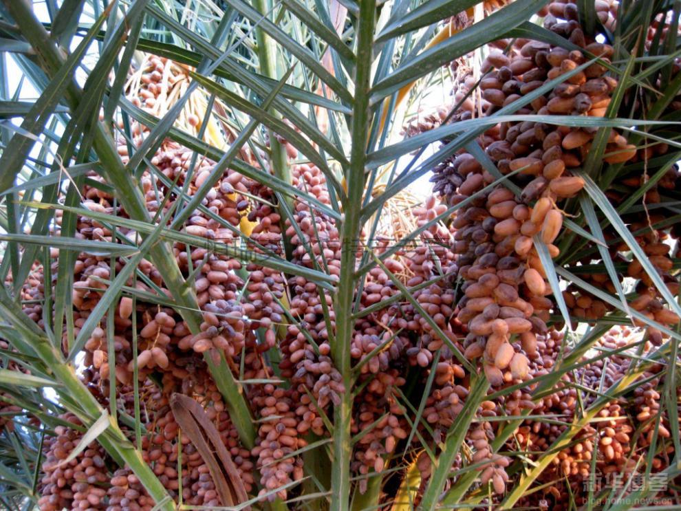 伊拉克枣1000g椰枣黑椰枣椰枣大枣蜜枣休闲零食500g