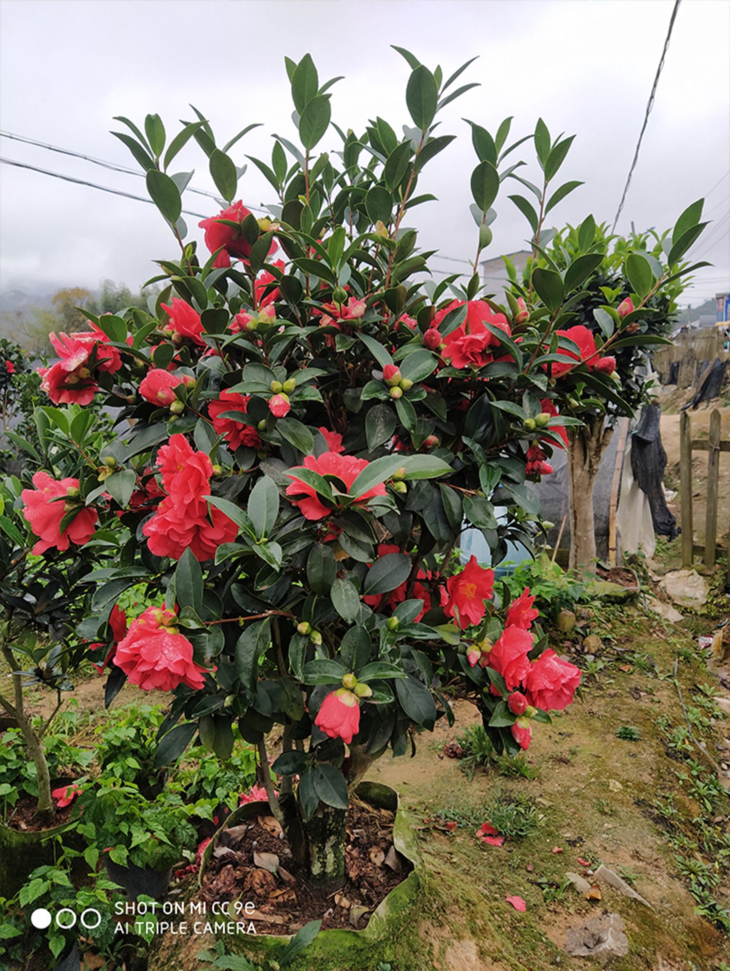 七星茶花花期图片