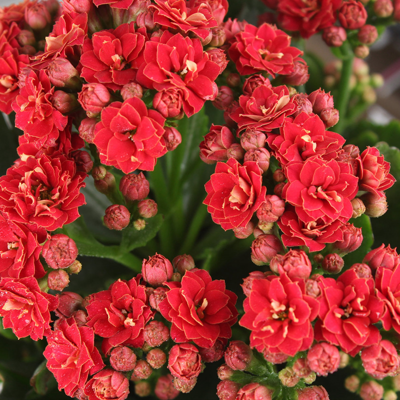 长寿花盆栽重瓣金狐狸大花带花苞花苗四季室内开花好养的花卉植物威润