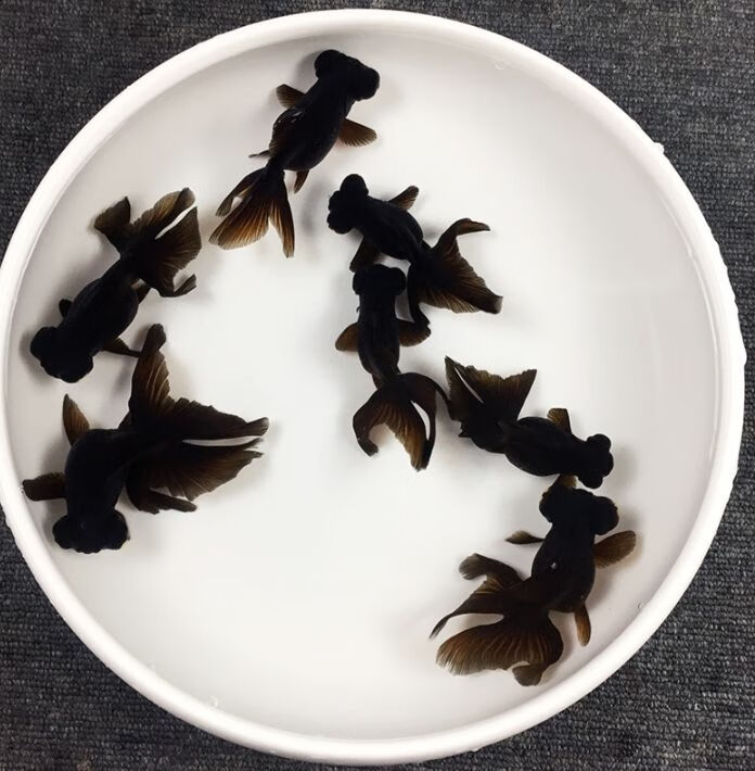 金鱼黑龙睛红花龙睛红龙睛金鱼风水招财鱼观赏鱼活冷水小金鱼58厘米黑