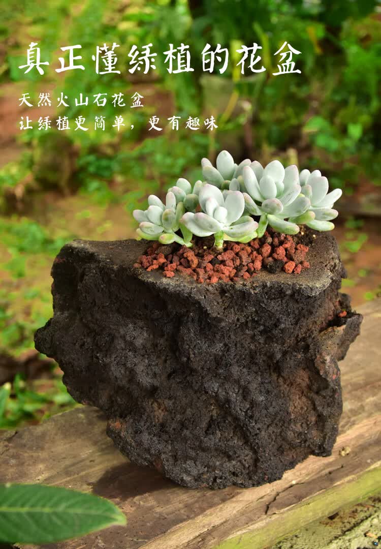 火山石花盆腾冲天然火山岩多肉菖蒲文竹兰花石斛园艺绿植通用大号火山