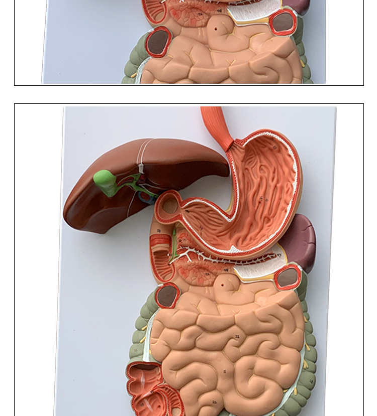 内脏器官解剖心脏鼻咽喉肠胃医院学校用教学教具配件人体消化模型