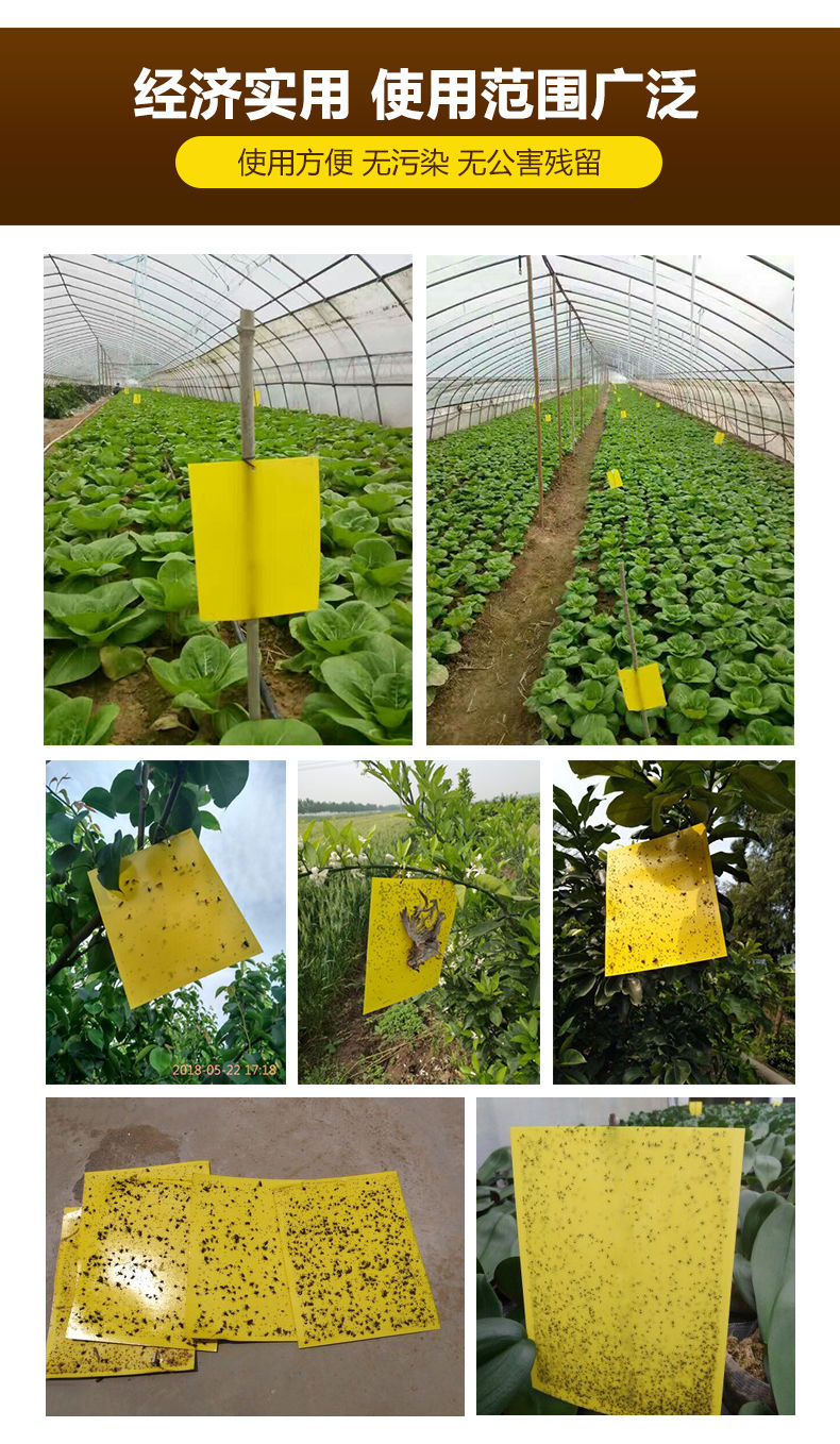 粘蚊子贴纸双面粘虫黄板蓝虫板黄色粘虫板沾灭大棚果茶园飞虫蓟马果