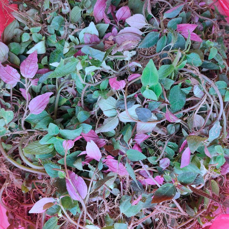 有仁堂福建新鲜风鼓草风柜斗草风谷草风骨草鲜品干品500克年货 干品