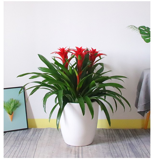 室内客厅大型绿植办公室前台花卉手凤梨花长花期 单颗鸿运当头(原始盆
