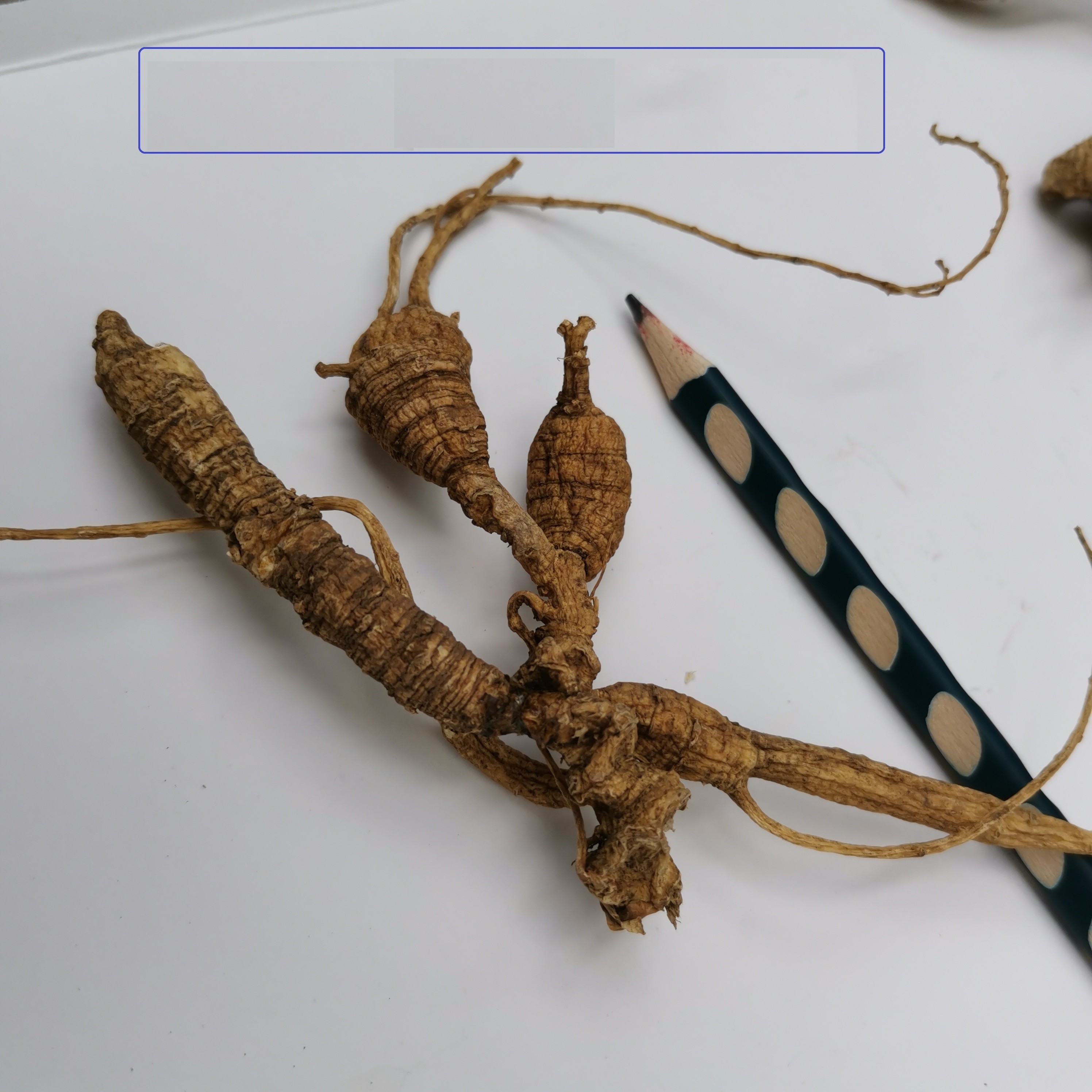 35年参龄美国花旗参老西洋山参西洋参整枝老参原尾泡参 30年参龄野生