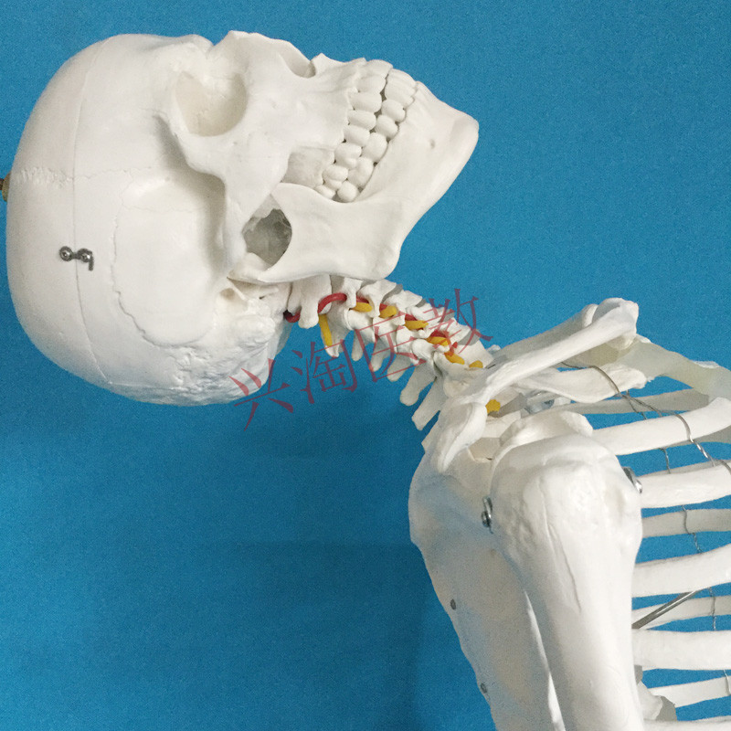 170cm人體大骨骼模型全身解剖骷髏骨架180cm醫學教學脊椎可拆黑色塑料