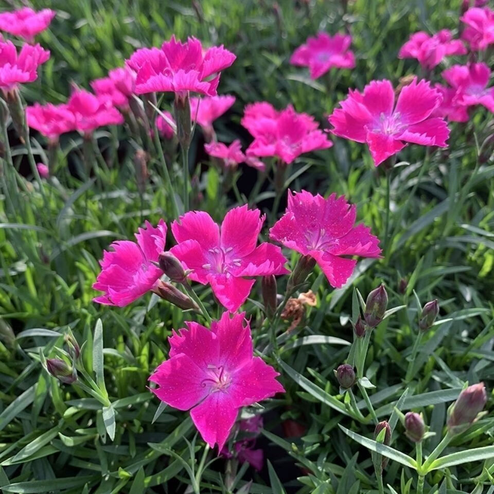 欧石竹初吻粉贝花卉盆栽花苗耐寒地被绿植庭院草坪四季开花带花苞营养