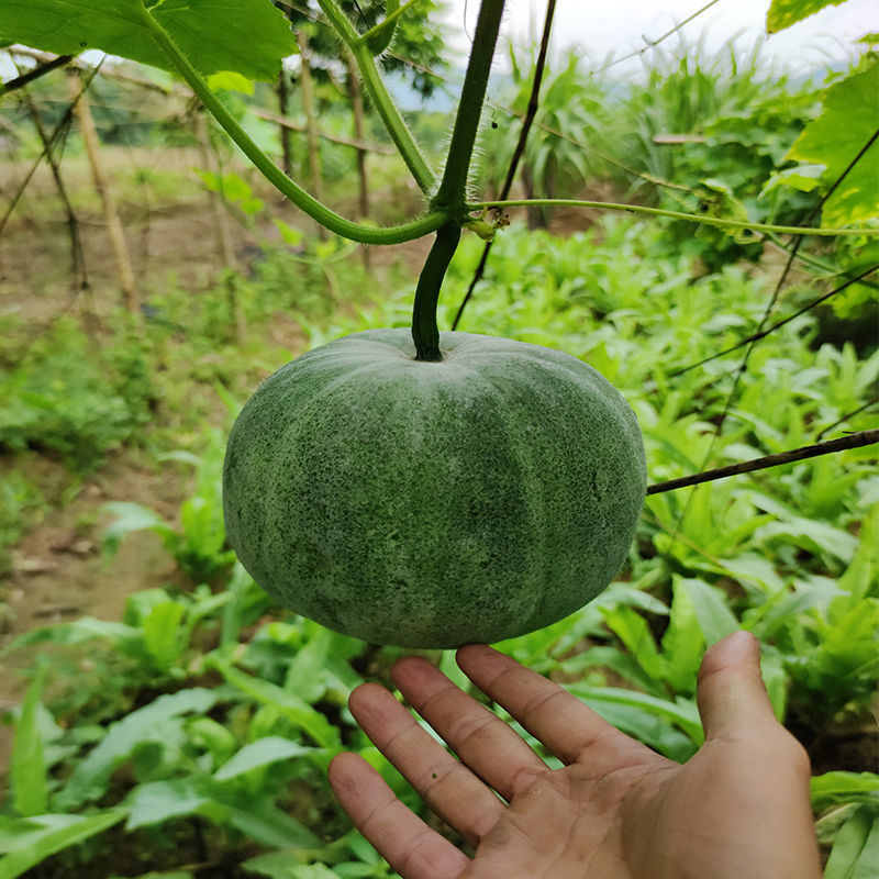 香芋冬瓜本地香芋味迷你小冬瓜冬瓜圆冬瓜种小冬瓜粉糯蔬菜香芋冬瓜23