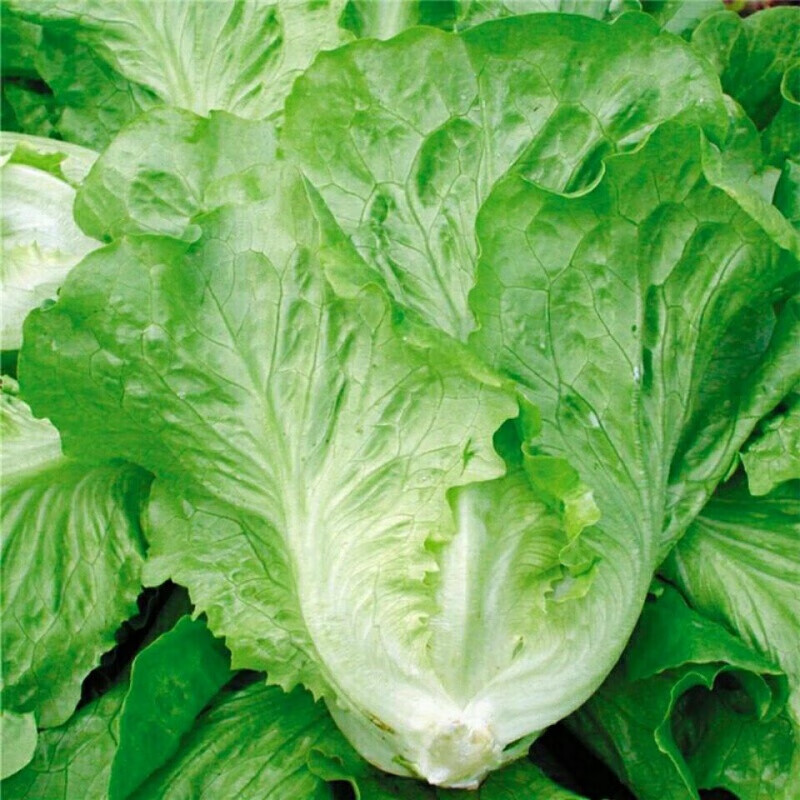 晨臻奶油生菜新鲜蔬菜生吃绿色叶菜青菜1/3斤沙拉菜配菜son 500g