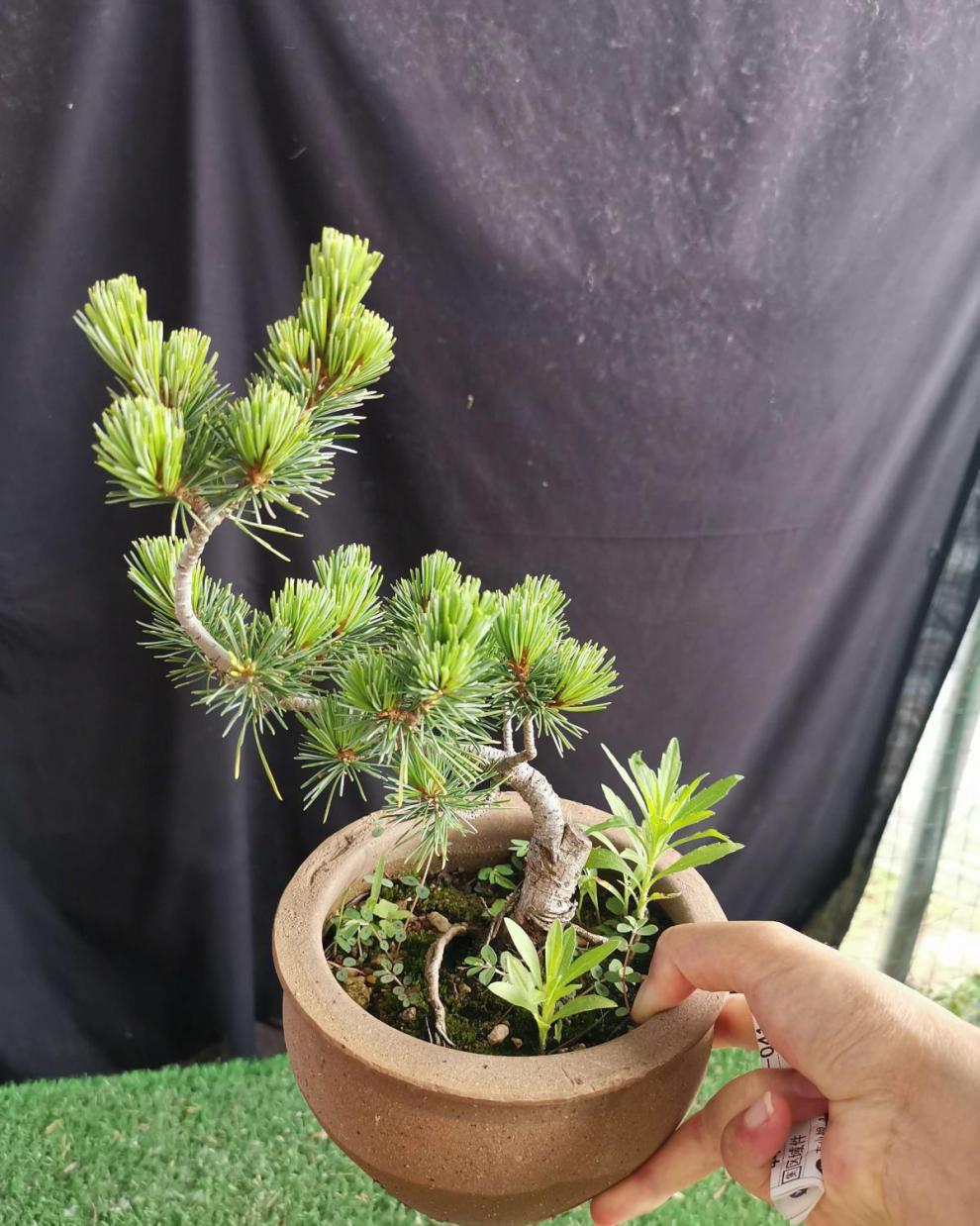 大阪松小苗五针松盆景树桩造型短针嫁接苗那须娘松树黑松 秋颖 瑞祥