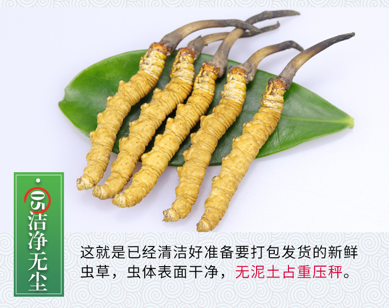 冬虫夏草官方旗舰店10克40根头期干货虫草整条50根礼盒装5根克10克50