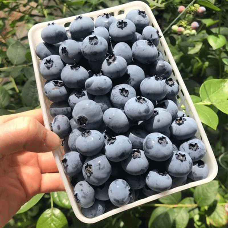适用于蓝莓鲜果孕妇宝宝直接食用时令水果头茬蓝莓 【吃货必选】8盒装