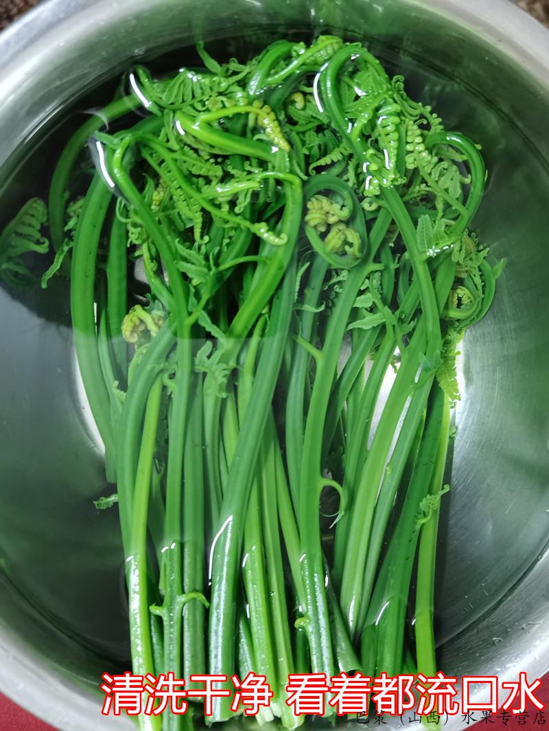 保温箱发货新鲜现摘龙蕨菜广西蕨菜凉拌菜龙爪菜鲜嫩爽口水蕨菜应季