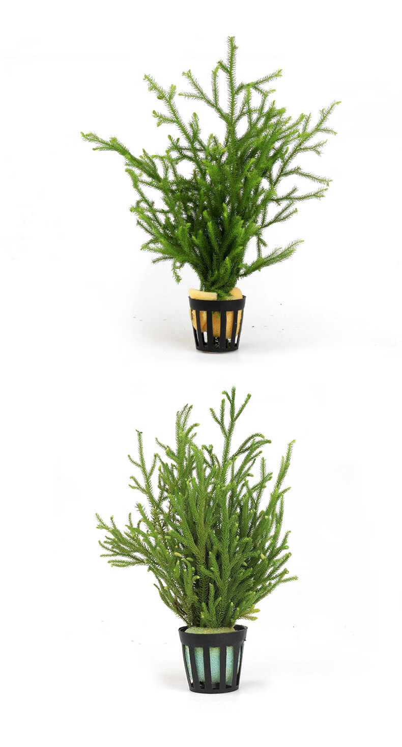 鹿角榕懒人活体水草无土耐活耐低温苔藓鱼缸生态瓶雨淋缸造景阴性