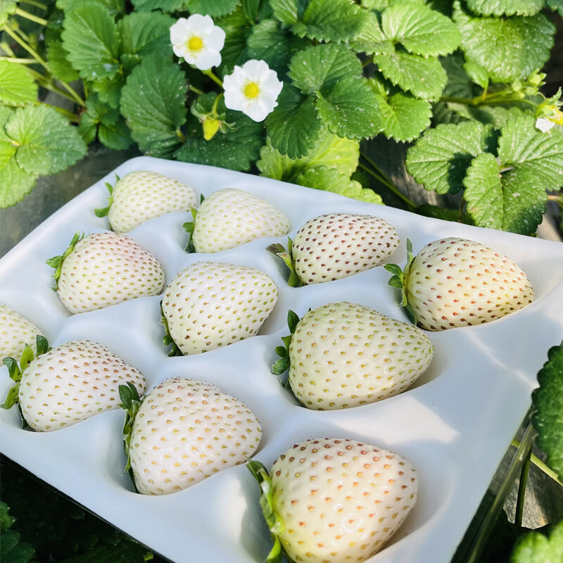 真味郎顺丰空运淡雪白草莓礼盒奶油小町牛奶新鲜水果现摘现发500g中果
