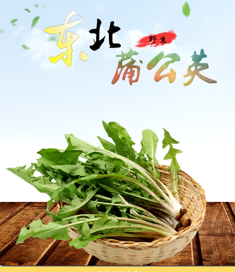 苦菜图片野菜怎么吃图片