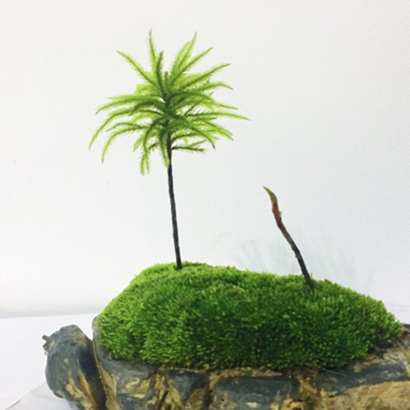 鲜活青苔苔藓微景观生态瓶白发藓假山盆栽迷你植物diy