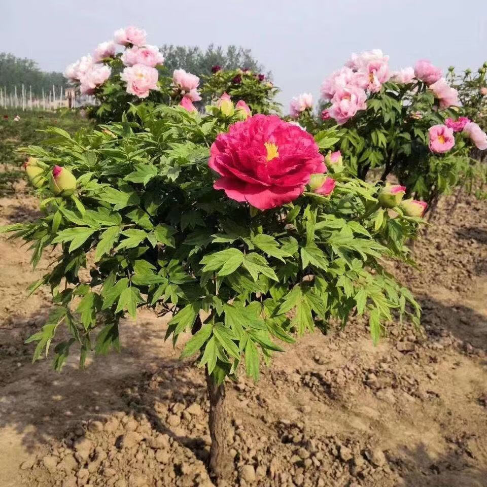 涞思芊牡丹花树苗独竿牡丹花树苗观赏牡丹王庭院重瓣绿植花卉地栽盆栽