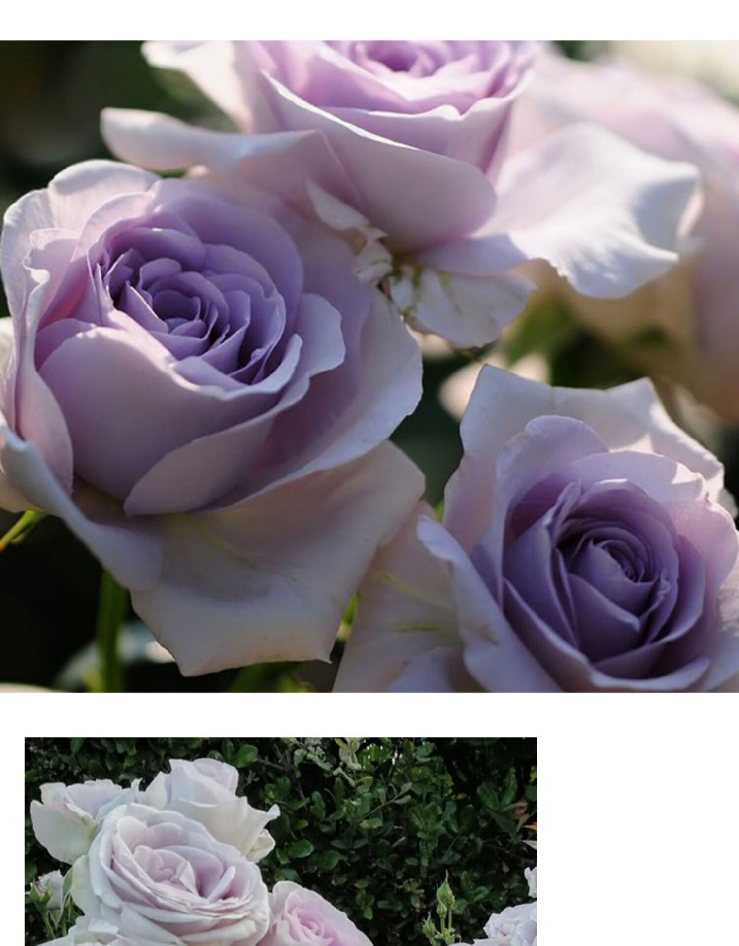 涞思芊品质保证月季蓝宝石25升盆栽多季丰花庭院露台浓香植物玫瑰花卉