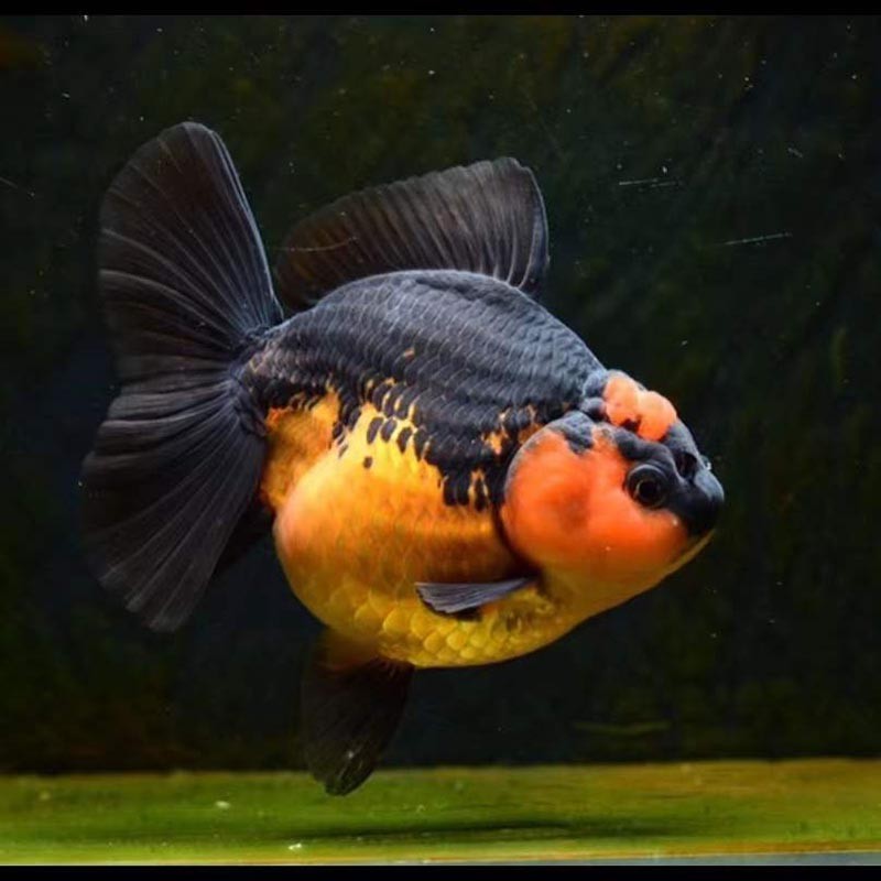 金鱼活体活物百褶裙泰狮苗原泰精品红白泰狮黑泰狮菠