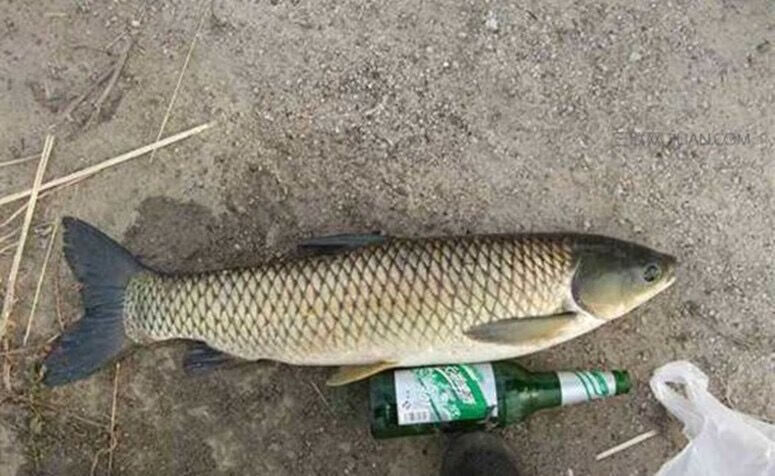 老谭五谷杂粮饵料老坛酒糟发酵玉米小麦野钓水库鲤鱼草鱼青鱼窝料 2斤
