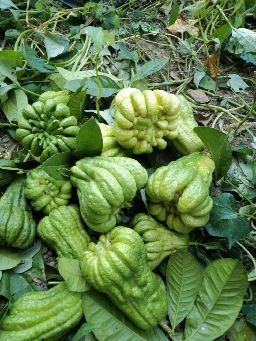 佛手果 绿果 新鲜佛手柑 观赏清供 金佛手干 奶茶原料 5斤【图片 价格