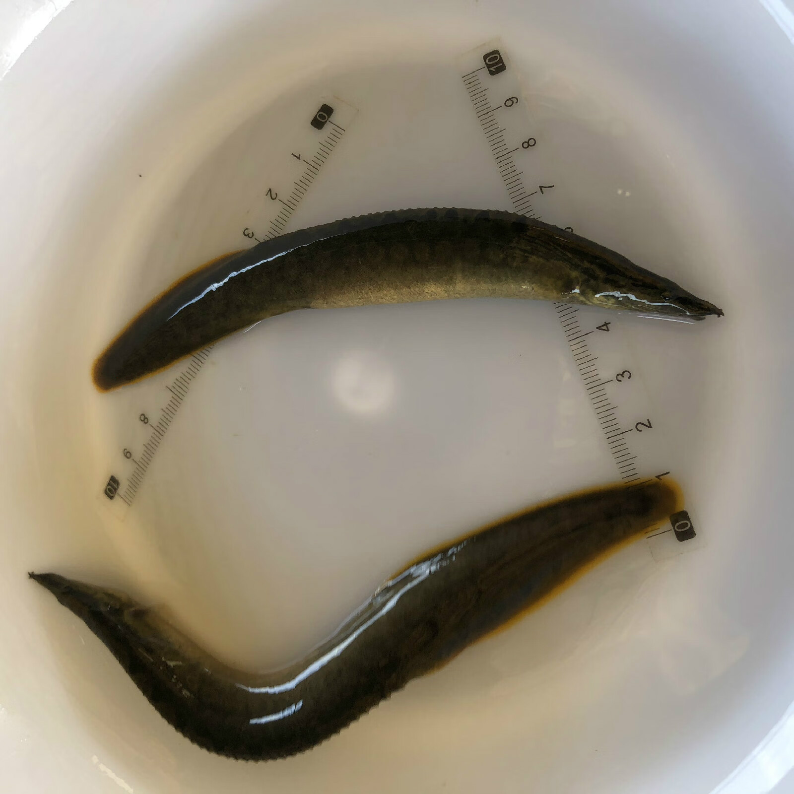 ajaj刺鳅原生鱼冷水观赏中华大刺鳅鱼苗刀鳅沙鳅淡水猪麻锯技术支持活