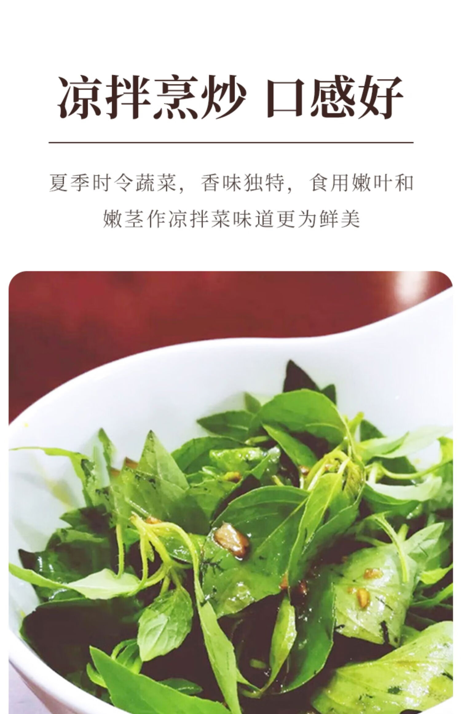 荆芥菜种籽河南大叶荆棘种子菜籽夏季四季盆栽荆菜荆芥蔬菜苗孑籽大叶