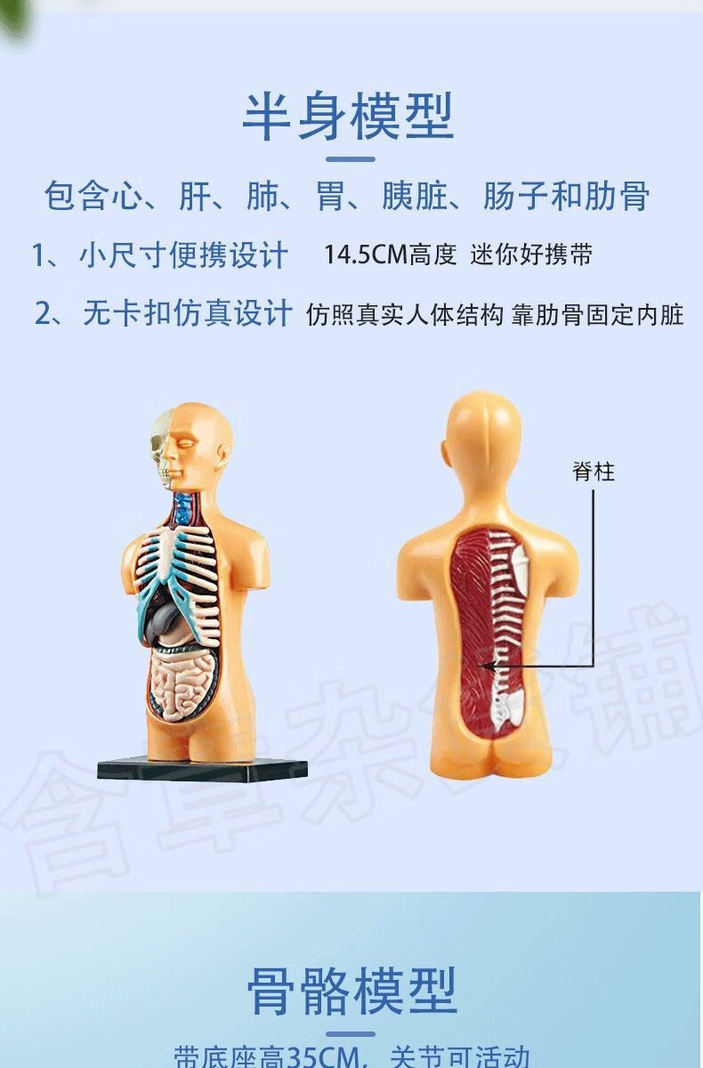 人體器官玩具人體骨架模型內臟模型仿真可拆卸醫學教具科教類玩具骨架