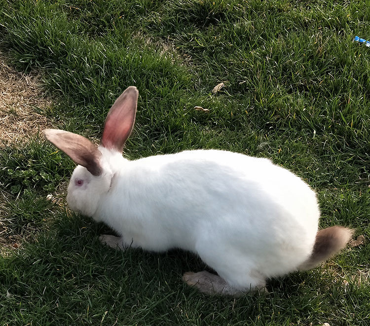 中华黑兔子 8斤以上(公母可选)【图片 价格 品牌 报价】-京东