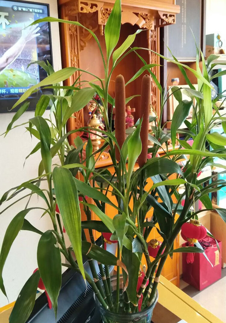 12支 蒲棒 香蒲草 水蜡烛 真花干花干枝干草插花装饰摆饰摄影道具 现