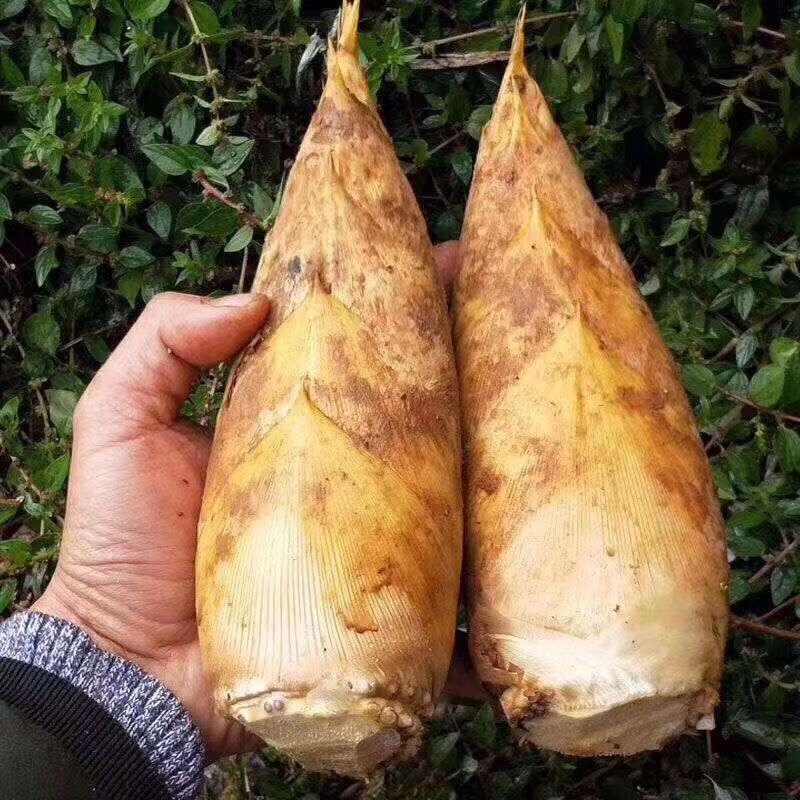 年货精选四川新鲜冬笋冬笋宜宾特产现挖楠竹笋毛竹笋新鲜蔬菜15斤现挖